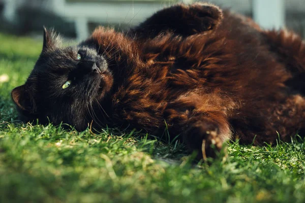 Primer plano retrato de tomcat (Chantilly Tiffany) acostado sobre su espalda y la hierba y mirando a la cámara en el día soleado. Gato negro oscuro con ojos verdes jugando en el jardín y posando ante la cámara . — Foto de Stock