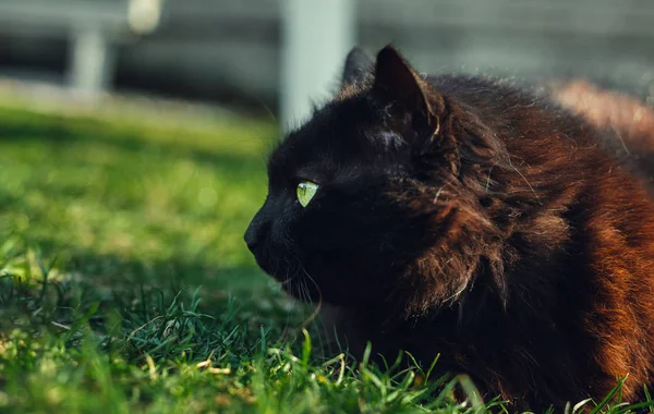 Primer plano retrato de tomcat (Chantilly Tiffany) colocando y acurrucando (oliendo) la hierba - al atardecer. Gato negro oscuro con grandes ojos verdes descansando en el jardín y posando ante la cámara en un día soleado . — Foto de Stock