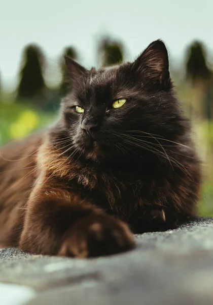 Tomcat yakın portre (Chantilly Tiffany) dinlenme ve duvarda rahatlatıcı - güneşli bir gün. Bahçede dinlenmiş ve ilkbaharda kameraya poz veren büyük yeşil gözlü koyu siyah kedi