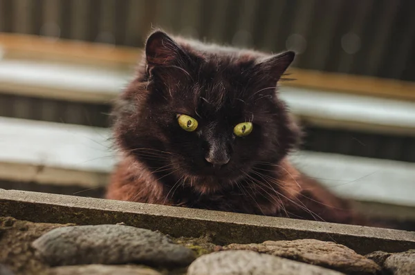Yüksek irtifada balkonda siyah Chantilly Tiffany kedi aşağı bakıyor ve gün batımı üzerinde kamera poz. Büyük ve sarı gözlü koyu kedi oturma, güneşlenme ve bahar mevsiminde balkonda rahatlatıcı.