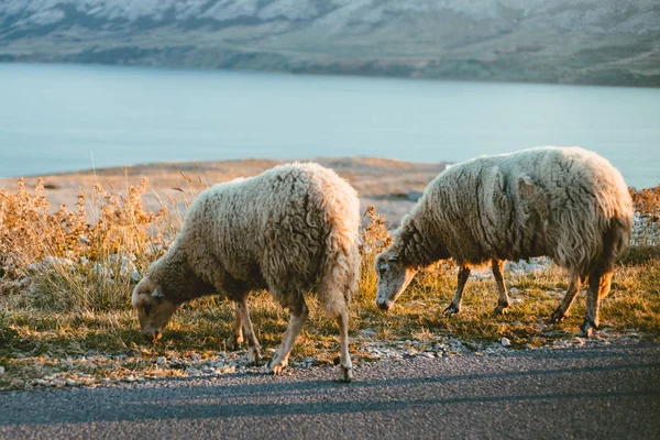 Grupo de umas ovelhas peludas na Croácia - Ilha Pag que se alimenta e corre ao lado da estrada no pôr do sol. Ovelhas iluminadas na costa de pé na estrada com mar e montanhas no fundo . — Fotografia de Stock