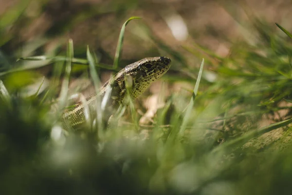 Close up photo of small brown - green camouflage lizard in the grass resting on ground (soil) on sunny day. Small European lizard in the garden looking and posing to camera - photo from profile. — Stock Photo, Image