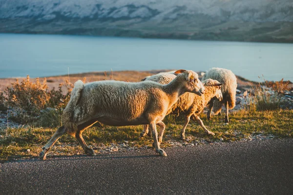 Gruppo di pecore pelose in Croazia - isola di Pag alimentazione e corsa accanto alla strada al tramonto. Pecore illuminate sulla costa in piedi sulla strada con mare e montagne sullo sfondo . Foto Stock