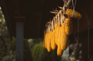 Aydınlanmış (doğal ışık) renkli mısır koçanları ahşap kabinin çatısında kurumak üzere asılı. Koyu arkaplanda, ahşap dalda asılı güzel altın sarısı büyücüler..