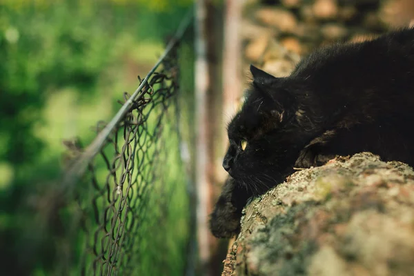 Bild - Närbild porträtt av tomcat (Chantilly Tiffany) som ligger på skogen i trädgården och tittar genom hålet i staketet. Svart långhårig katt jagar och tittar efter någon. Katt avslappnande — Stockfoto