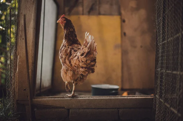 Imagem - Galinha em pé em galinheiro sujo no dia ensolarado. Galinha iluminada com luz natural posando para câmera no quintal (jardim). Close up de frango em pé na borda da mesa de madeira no pátio do celeiro — Fotografia de Stock