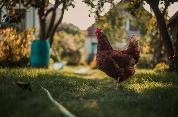 Uma galinha iluminada com luz natural, de pé na sombra no jardim (reprodução ao ar livre) .Hampshire Hen alimentar-se do tradicional celeiro rural ou prado em grama verde no dia ensolarado . — Fotografia de Stock