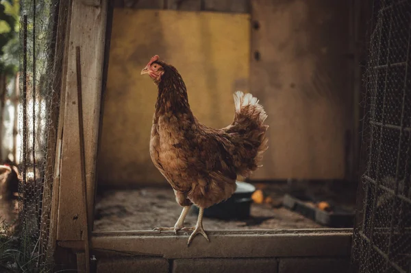 Imagem - Galinha em pé em galinheiro sujo no dia ensolarado. Galinha iluminada com luz natural posando para câmera no quintal (jardim). Close up de frango em pé na borda da mesa de madeira no pátio do celeiro — Fotografia de Stock