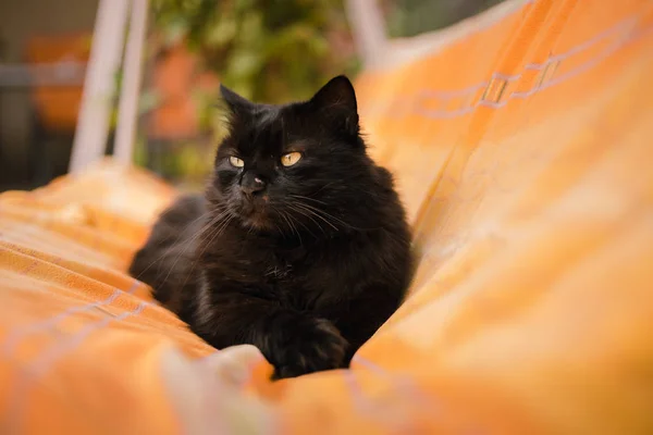 Immagine Ritratto di gatto nero chantilly sdraiato e sbadigliante sulla coperta e in posa davanti alla macchina fotografica. Gatto nero pigro e assonnato che si rilassa in giardino. Carino gatto a riposo tra la coperta e il tappeto . — Foto Stock