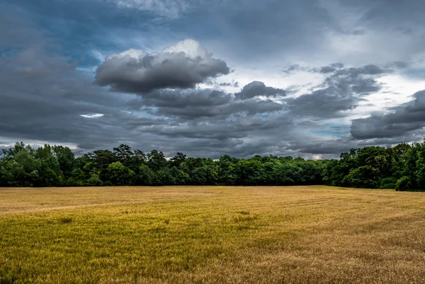 Acre ormanı ve bulutlu gökyüzü ile Mısır ile