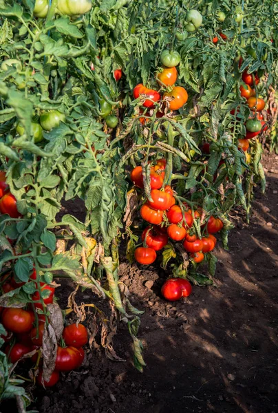 温室で熟した赤いトマト — ストック写真