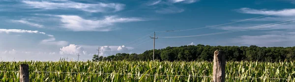 Field Corn Wires Bird Flock — Stock Photo, Image