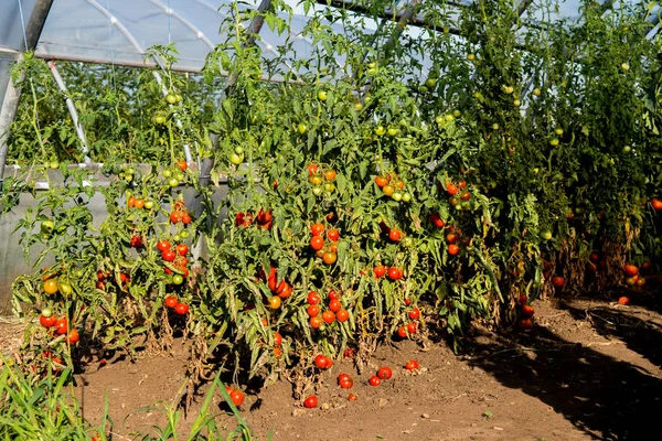 Tomates Vermelhos Maduros Estufa — Fotografia de Stock