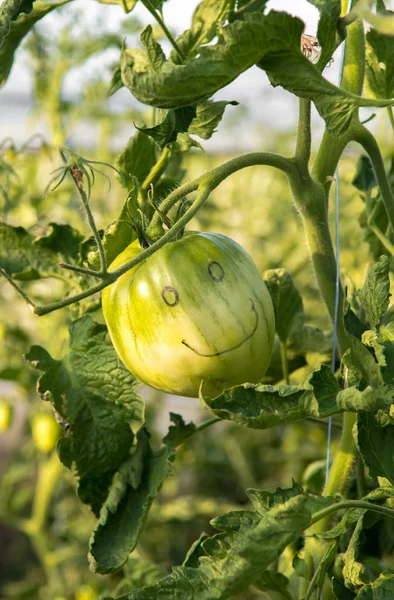 おかしい顔を笑顔と幸せのグリーン トマト — ストック写真