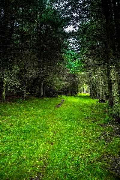 神秘的な針葉樹の森の中の草で覆われた歩道 — ストック写真