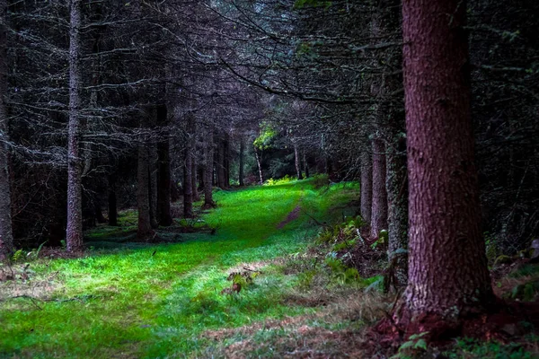 神秘的な針葉樹の森の中の草で覆われた歩道 — ストック写真