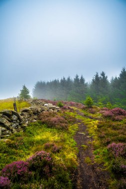 Misty kozalaklı orman ve İskoçya'da Heather çiçekler ile dar Hiking iz
