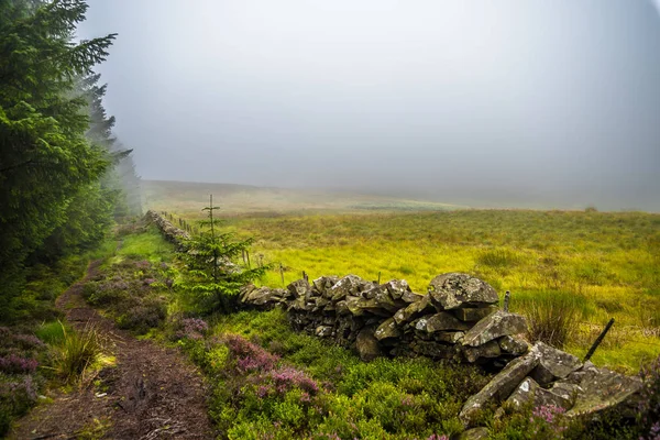 Sentiero Escursionistico Stretto Attraverso Nebbiosa Foresta Conifera Fiori Erica Scozia — Foto Stock