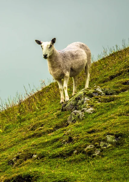 Pecora Solitaria Ripido Pascolo Scozia — Foto Stock