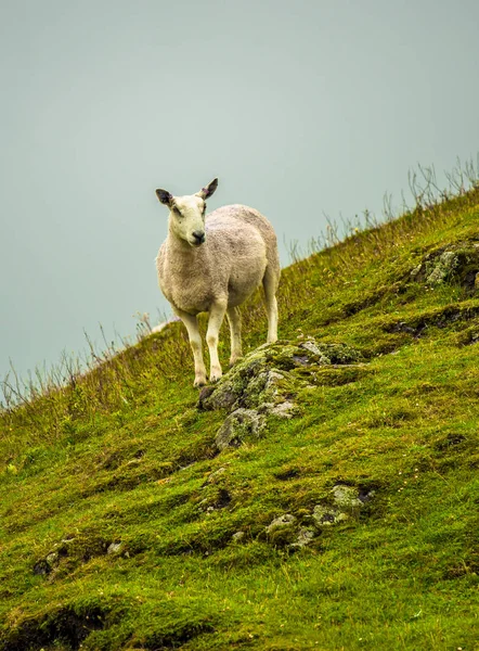 Pecora Solitaria Ripido Pascolo Scozia — Foto Stock