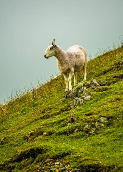 Одинокие Овцы Крутом Пастбище Шотландии — стоковое фото