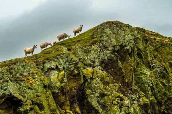 Strmé Útesy Klidným Ovce Velkolepé Pobřeží Abby Hlavu Skotsku — Stock fotografie