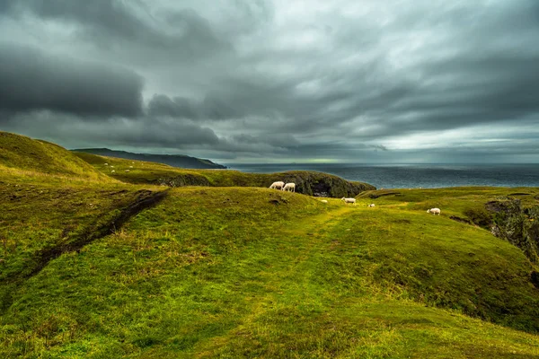 Manada Ovejas Pastando Espectacular Costa Abbs Cabeza Escocia — Foto de Stock