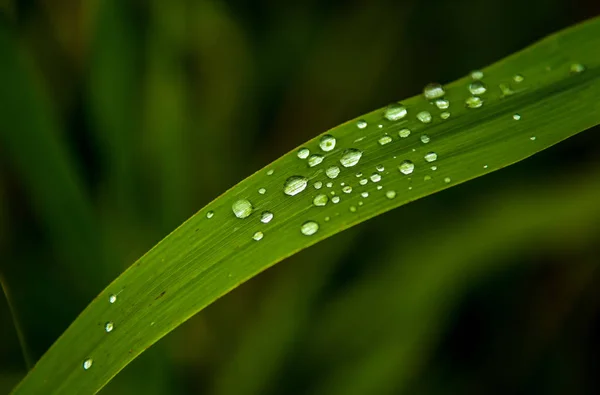 Green Grass Blade Met Water Druppels Oppervlak — Stockfoto