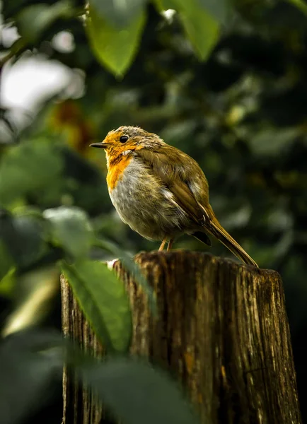 Kleines Rotkehlchen Sitzt Aufmerksam Auf Baumstumpf Wald — Stockfoto