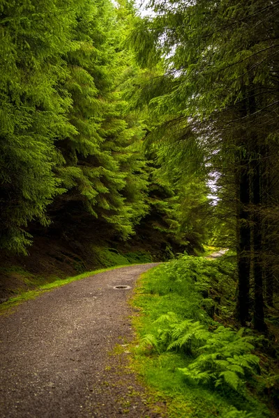 Узкий Гравийный Путь Через Хвойные Леса Шотландии — стоковое фото