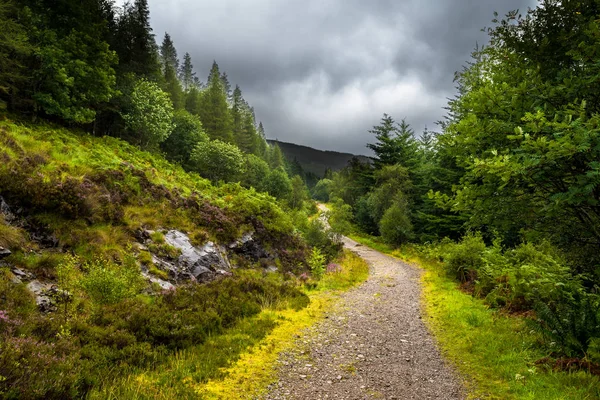 Sendero Través Del Paisaje Forestal Escénico Isla Skye Escocia —  Fotos de Stock