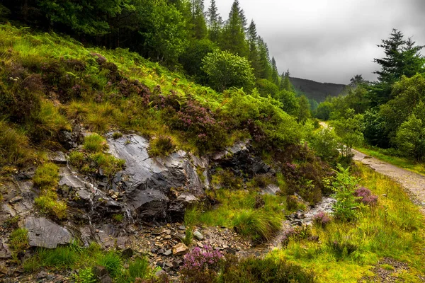 Sendero Través Del Paisaje Forestal Escénico Isla Skye Escocia —  Fotos de Stock