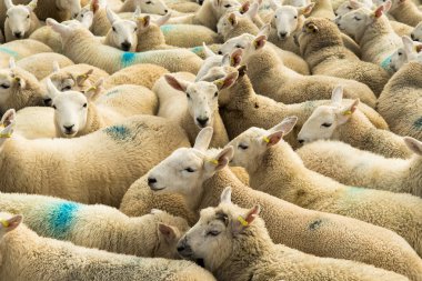 Iskoçya 'Da rahat yün Ile meraklı beyaz koyun Flock