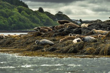 Iskoçya 'Da Skye Adası 'nda Dunvegan Kalesi yakınındaki sahildeki ortak Seals rahatlatıcı