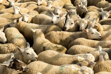 Iskoçya 'Da rahat yün Ile meraklı beyaz koyun Flock