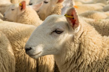 Iskoçya 'Da rahat yün Ile meraklı beyaz koyun Flock