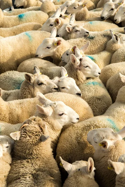 Flock Curious White Sheep Cosy Wool Scotland — стоковое фото