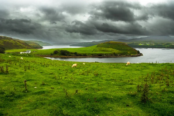 Pastos Verdes Con Ovejas Costa Atlántica Isla Skye Escocia — Foto de Stock