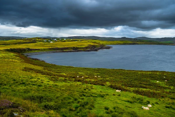 スコットランドのスカイ島の大西洋岸の羊と緑の牧草地 — ストック写真