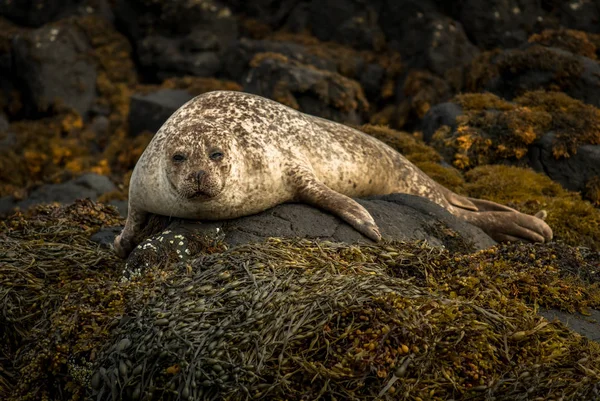 Relaxační Společná Pečeť Pobřeží Nedaleko Hradu Dunvegan Ostrově Skye Skotsku — Stock fotografie