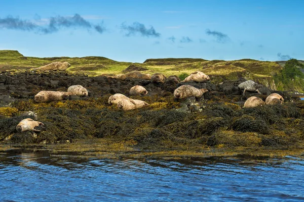 Relaxace Běžných Tuleňů Pobřeží Hradu Dunvegan Ostrově Skye Skotsku — Stock fotografie