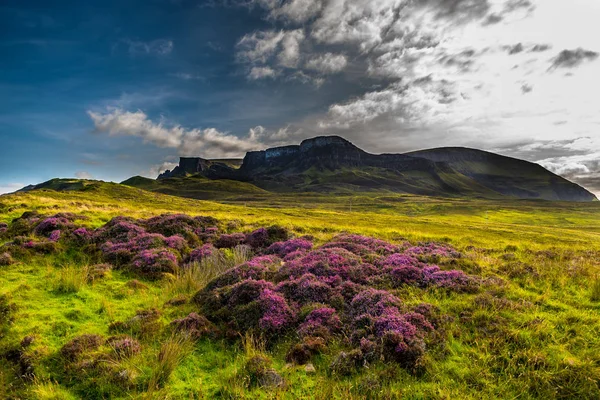 苏格兰斯凯岛暴风形成老人的风景秀丽的山地景观中的牧场与开花的希瑟 — 图库照片