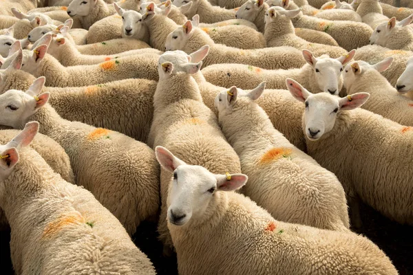 Flock Nyfikna Vita Får Med Mysig Ull Skottland — Stockfoto