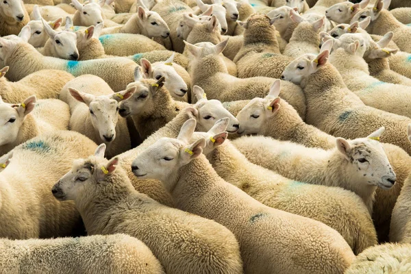 Flock Curious White Sheep Cosy Wool Scotland — стоковое фото