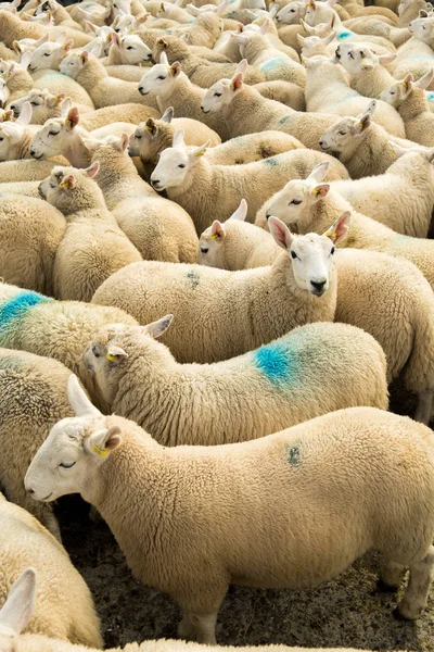 Rebanho Ovelhas Brancas Curiosas Com Acolhedora Escócia — Fotografia de Stock