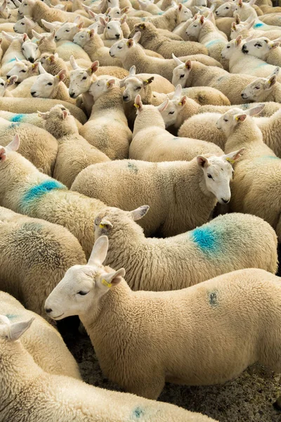 Rebanho Ovelhas Brancas Curiosas Com Acolhedora Escócia — Fotografia de Stock