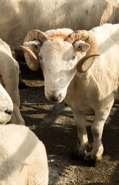 Портрет Старой Сварливой Овцы Животноводческом Рынке Шотландии — стоковое фото