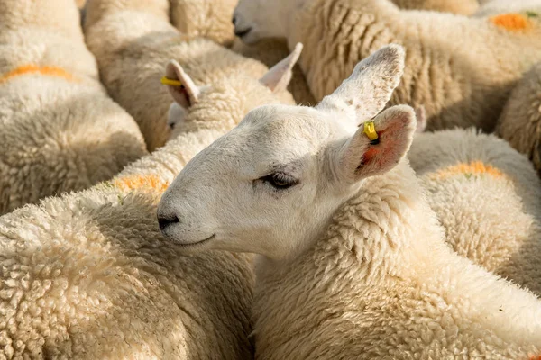 Flock Curious White Sheep Cosy Wool Scotland — стоковое фото