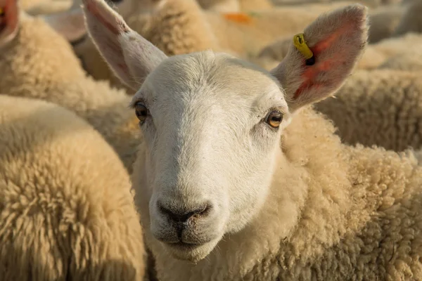 Flock Curious White Sheep Cosy Wool Scotland — стоковое фото