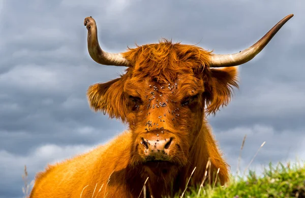 Avslappnad Highland Cattle Med Flugor Sitt Solbelysta Huvud Skottland — Stockfoto